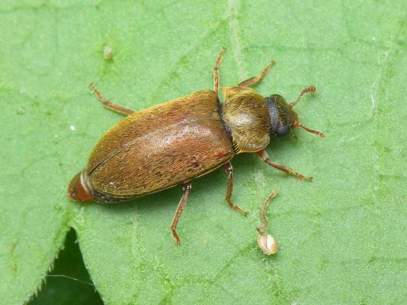 Byturus ochraceus (Scriba, 1790)